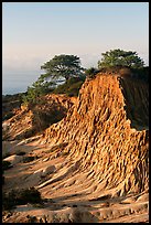 Broken Hill and Torrey Pines, sunrise, Torrey Pines State Preserve. La Jolla, San Diego, California, USA (color)