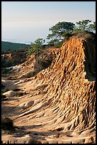 Rare Torrey Pine trees on sandstone promontory,  Torrey Pines State Preserve. La Jolla, San Diego, California, USA (color)