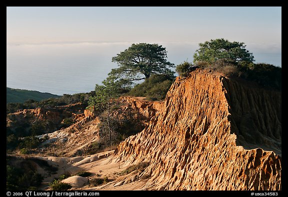 Torrey Pine trees on eroded hill,  Torrey Pines State Preserve. La Jolla, San Diego, California, USA