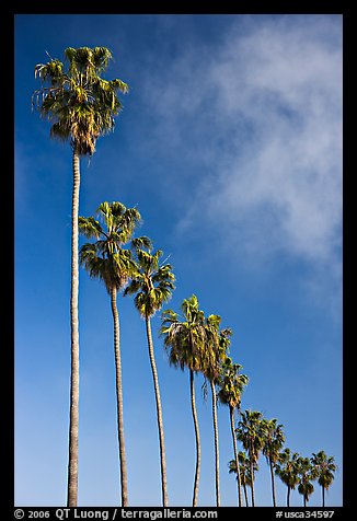 Row of palm trees. La Jolla, San Diego, California, USA (color)