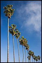 Row of palm trees. La Jolla, San Diego, California, USA ( color)