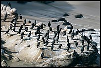 Pictures of Cormorants