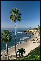 Palm trees and Rockpile Beach. Laguna Beach, Orange County, California, USA (color)