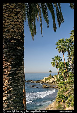 Beach and palm trees in Heisler Park. Laguna Beach, Orange County, California, USA