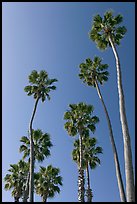 Palm trees. Laguna Beach, Orange County, California, USA ( color)
