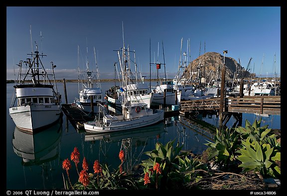 Flowers, harbor, and Morro Rock, morning. Morro Bay, USA (color)