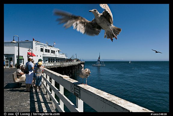 Seagull landing, Wharf. Santa Cruz, California, USA