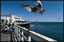 Seagull landing, Wharf. Santa Cruz, California, USA ( color)