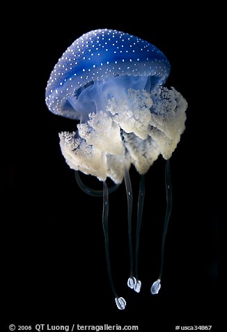 Blue jellyfish, Monterey Bay Aquarium. Monterey, California, USA