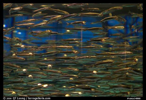Swarm of Anchovies, Monterey Bay Aquarium. Monterey, California, USA