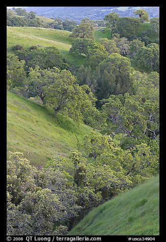 Oaks and hills in late spring. San Jose, California, USA