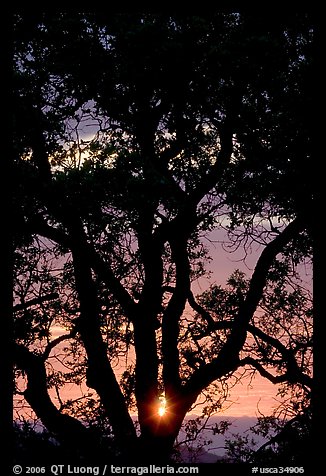 Oak tree and sun. San Jose, California, USA