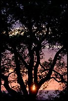 Oak tree and sun. San Jose, California, USA ( color)