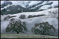 Two oaks and snowy hills, Joseph Grant Park. San Jose, California, USA