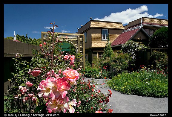 Roses in backyard. Winchester Mystery House, San Jose, California, USA (color)