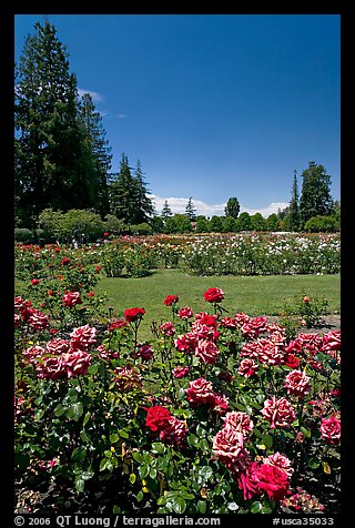 Red roses, Municipal Rose Garden. San Jose, California, USA (color)