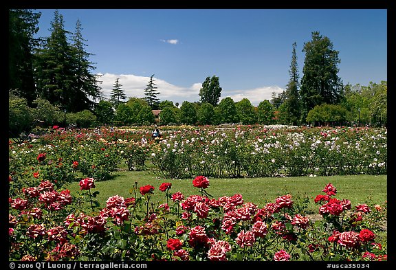 San Jose  Rose Garden. San Jose, California, USA