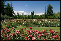 San Jose  Rose Garden. San Jose, California, USA (color)