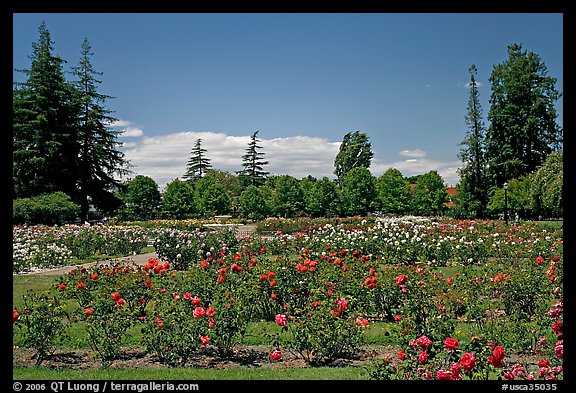 Roses and pine trees, Municipal Rose Garden. San Jose, California, USA (color)