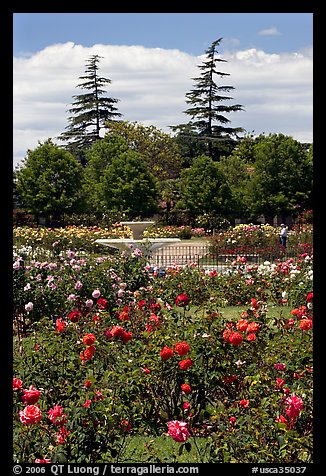 Roses and fountain, Municipal Rose Garden. San Jose, California, USA