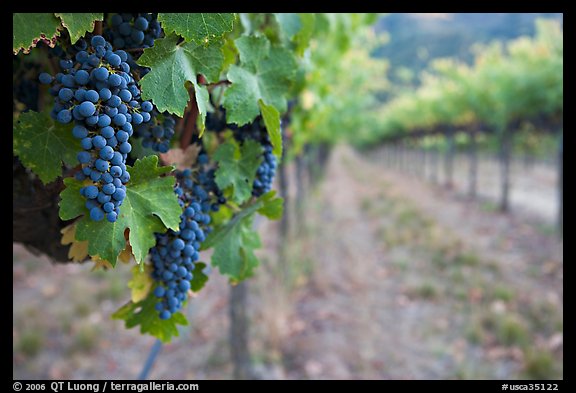 Grapes in vineyard, Gilroy. California, USA