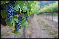 Grapes in vineyard, Gilroy. California, USA