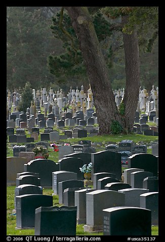Dense headstones in cemetery, Colma. California, USA (color)