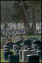 Dense headstones in cemetery, Colma. California, USA ( color)