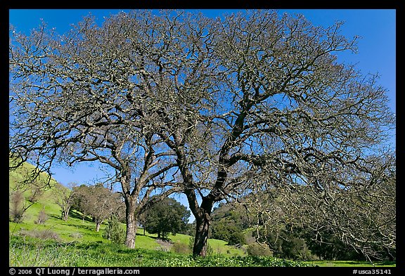 Bare oak trees in spring, Sunol Regional Park. California, USA (color)