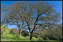 Bare oak trees in spring, Sunol Regional Park. California, USA ( color)