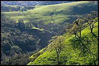 Bare oak  trees on hillside in early spring, Sunol Regional Park. California, USA ( color)