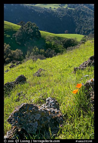 Rocks, poppies, and hillsides, Sunol Regional Park. California, USA (color)
