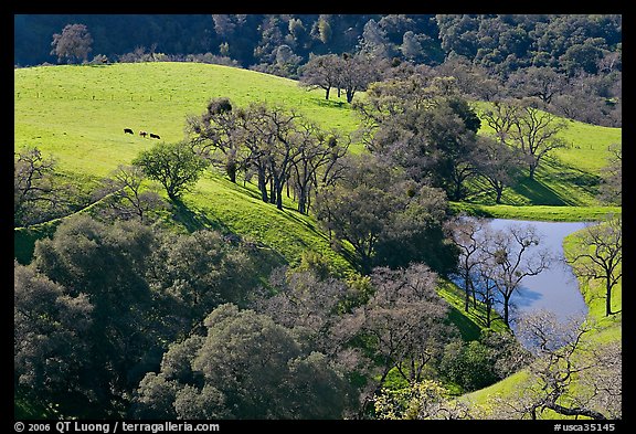 Pastoral scene with cows, trees, and pond, Sunol Regional Park. California, USA (color)