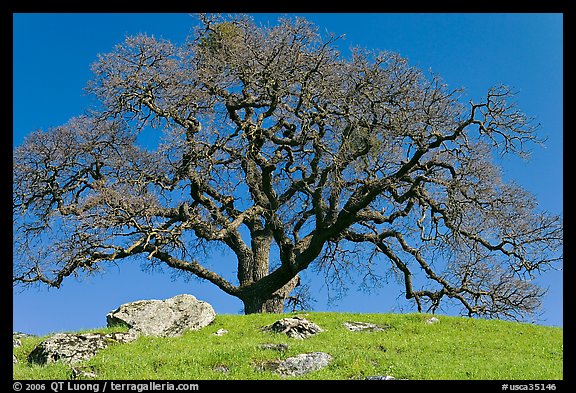 Bare oak tree and rocks on hilltop, Sunol Regional Park. California, USA (color)