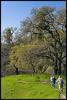 Group of hikers on faint trail, Sunol Regional Park. California, USA ( color)