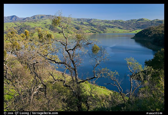 Oak Trees and Calaveras Reservoir. California, USA (color)