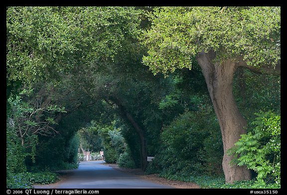 Tunnel of trees on residential street. Menlo Park,  California, USA (color)