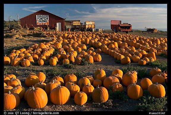 Rows of pumpkins on farm, late afternoon. California, USA