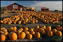 Rows of pumpkins on farm, late afternoon. California, USA (color)