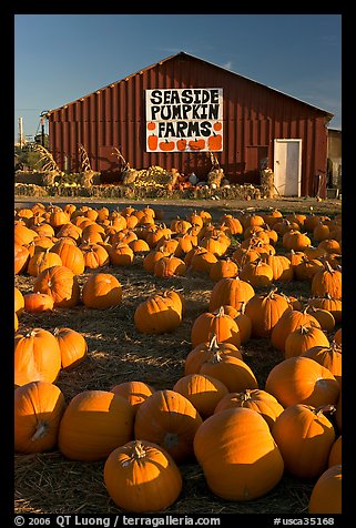 Pumpkins and red barn. California, USA (color)