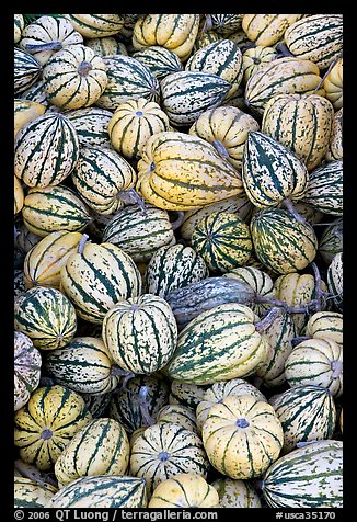 Small squashes. California, USA (color)