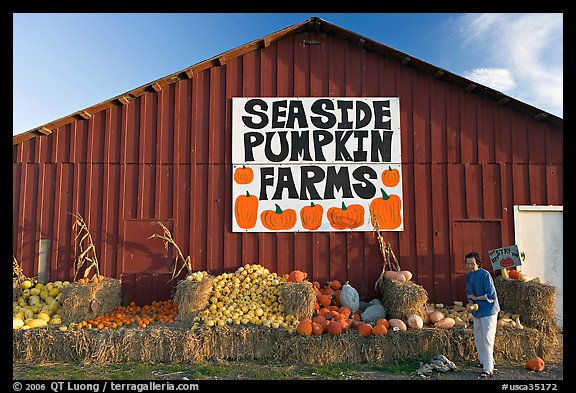Woman checking out pumpkins in front of red barn. California, USA (color)
