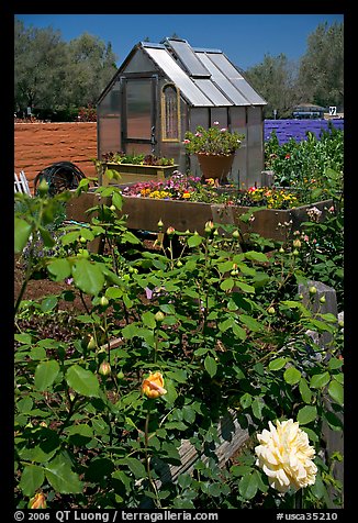Flowers and small greenhouse, Sunset Gardens. Menlo Park,  California, USA (color)