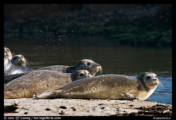Seals and stream, Pescadero Creek State Beach. San Mateo County, California, USA