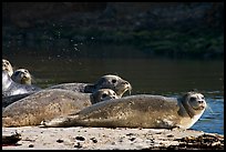 Seals and stream, Pescadero Creek State Beach. San Mateo County, California, USA ( color)