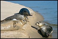 Two seals, Pescadero Creek State Beach. San Mateo County, California, USA (color)