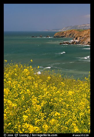 Yellow mustard flowers, coastline with cliffs, Pacifica. San Mateo County, California, USA