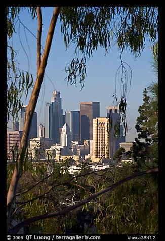 Skyline through trees. Los Angeles, California, USA