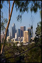 Skyline through trees. Los Angeles, California, USA (color)