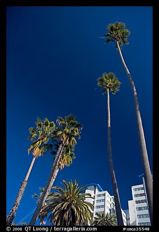 Palm trees and hotels. Santa Monica, Los Angeles, California, USA (color)